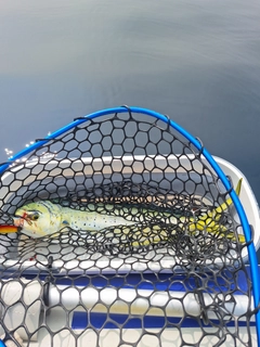 シイラの釣果