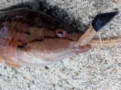 ベラの釣果