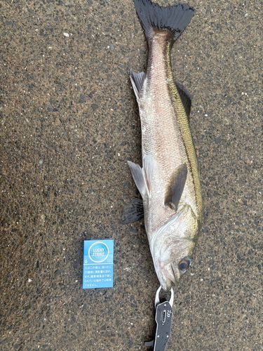 ヒラスズキの釣果