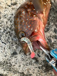 キジハタの釣果