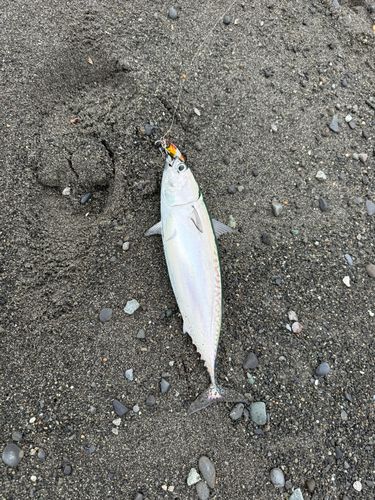 ソウダガツオの釣果