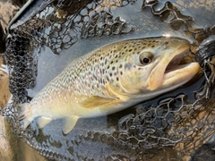 ブラウントラウトの釣果