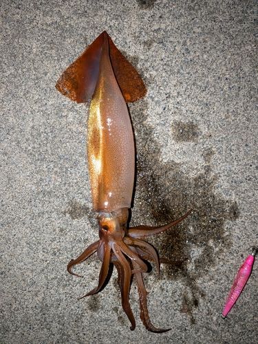 スルメイカの釣果