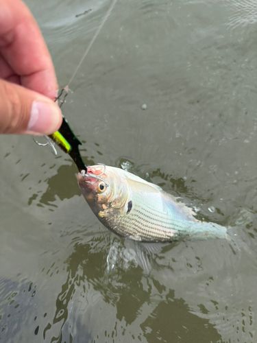 コノシロの釣果