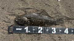 ソゲの釣果