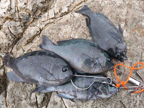 クチブトグレの釣果