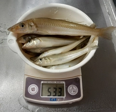 キスの釣果