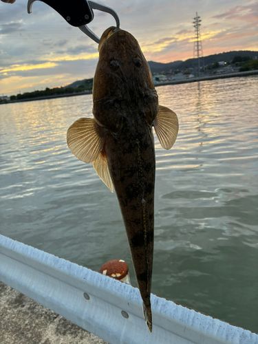 マゴチの釣果