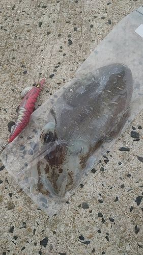 モンゴウイカの釣果