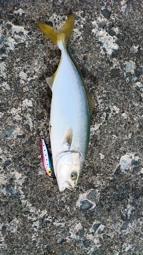 ワカシの釣果