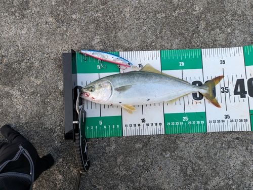 ワカシの釣果
