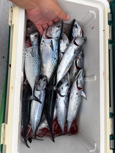 メジカの釣果