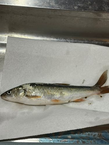 ウグイの釣果