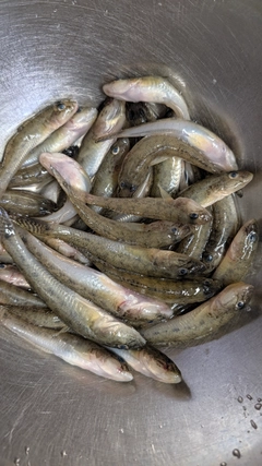 マハゼの釣果