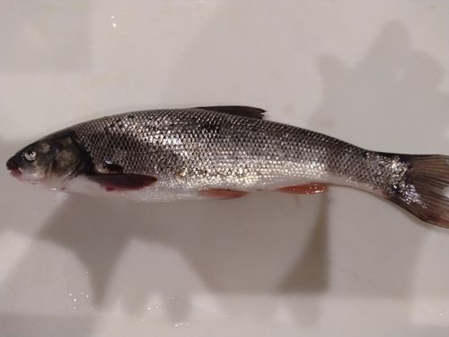ウグイの釣果