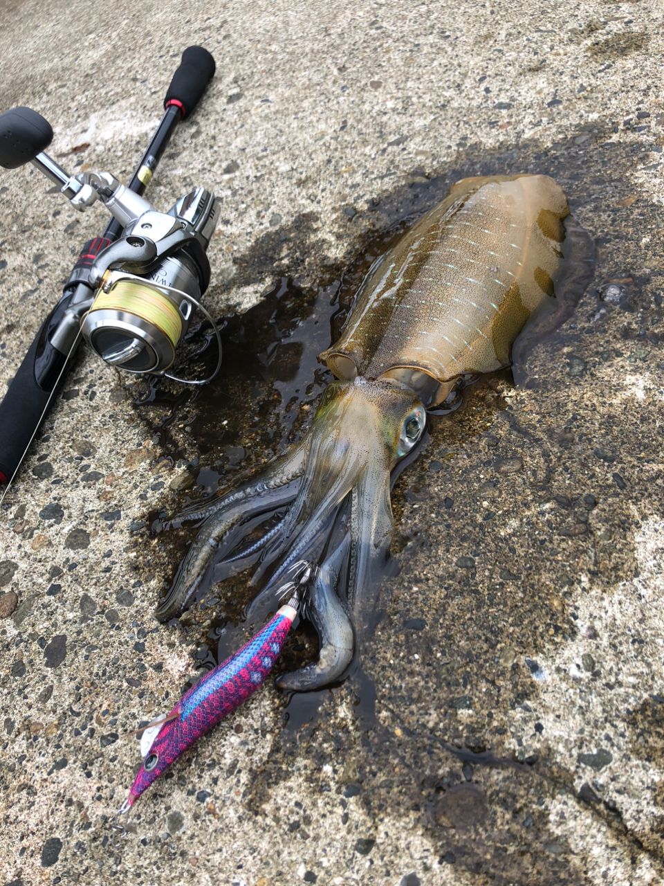 SHIMANO 22セフィア BB S80MLの最安値・インプレ・釣果 | 本音の口コミ