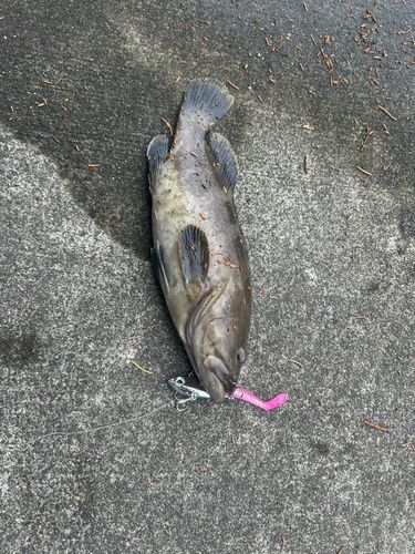 クエの釣果