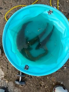 アイナメの釣果