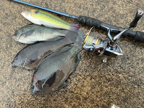 メジナの釣果
