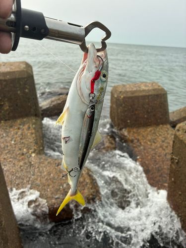 ワカシの釣果