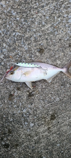 ショゴの釣果