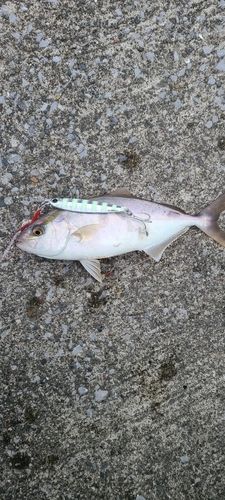 ショゴの釣果