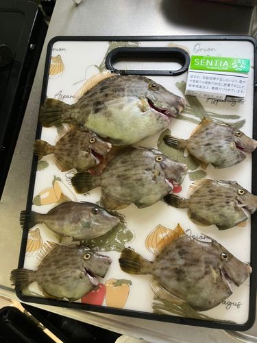 カワハギの釣果
