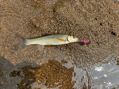 ウグイの釣果