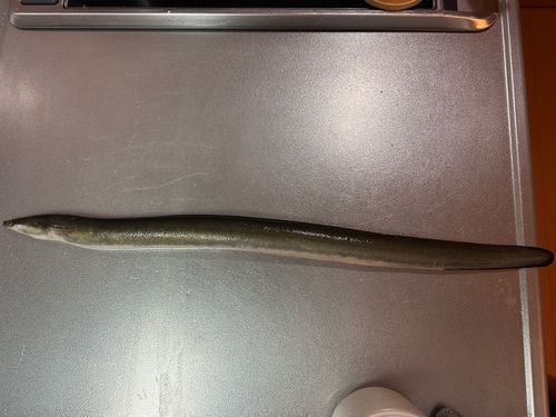 ウナギの釣果