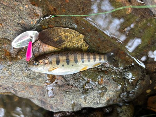 ヤマメの釣果