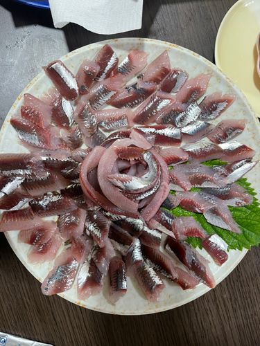 マイワシの釣果