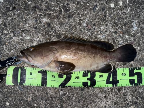 クエの釣果