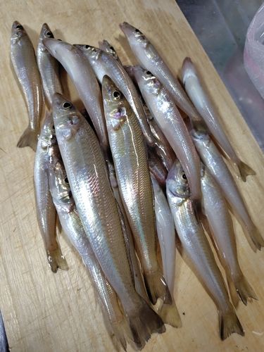 キスの釣果