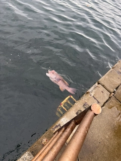 コブダイの釣果