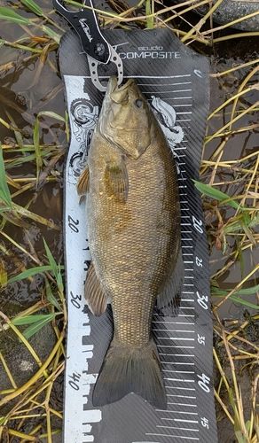 スモールマウスバスの釣果