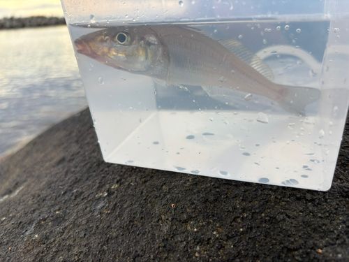 キスの釣果