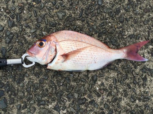 マダイの釣果