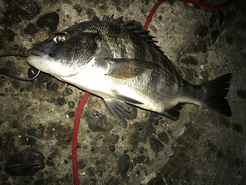 クロダイの釣果