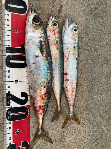 サバの釣果