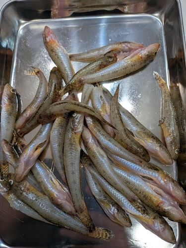 マハゼの釣果