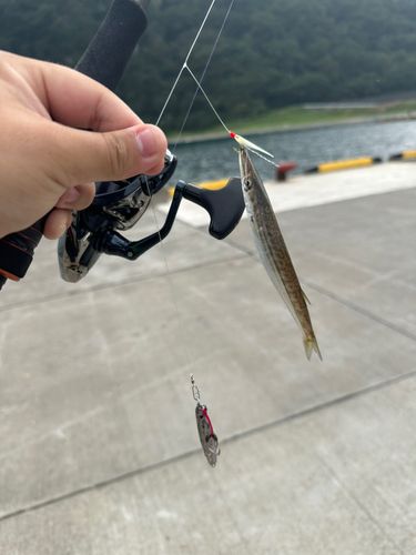カマスの釣果