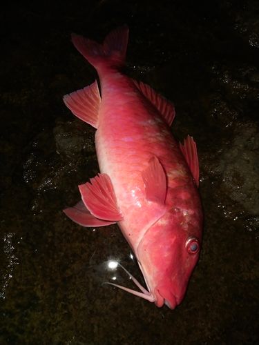 オジサンの釣果