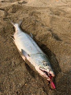 アキアジの釣果