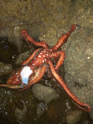 タコの釣果
