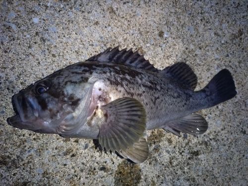 ソイの釣果