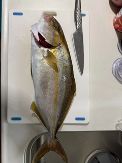ショゴの釣果