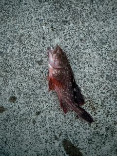 カサゴの釣果