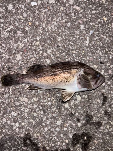 クロソイの釣果