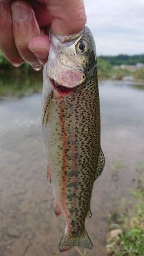 ニジマスの釣果