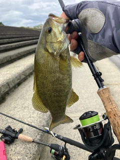 スモールマウスバスの釣果